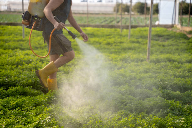 Best Mosquito Control Services  in Milam, TX
