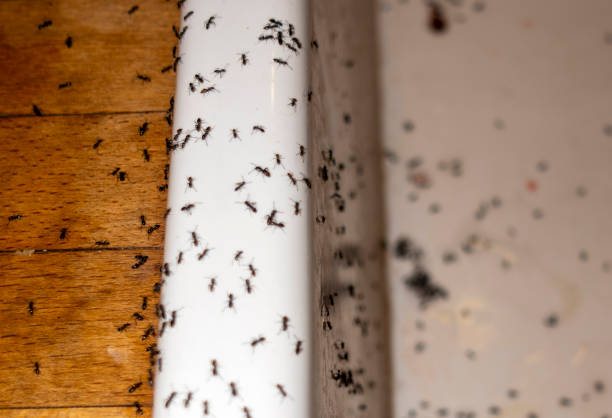Wasp Removal Services in Milam, TX