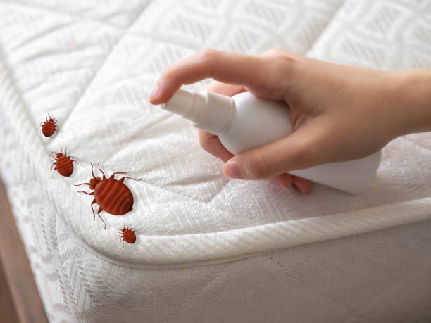 Best Termite Control Services  in Milam, TX